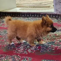 پامر اشپیتز