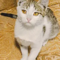 گربه گم شده