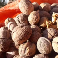 فروش گردو پوست کاغذی|خوردنی و آشامیدنی|اندیکا, |دیوار