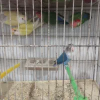 11عددکوتوله برزیلی فول فول اهلی آیهان|پرنده|خوی, |دیوار