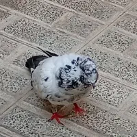 کفتر کله دم سبز