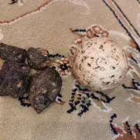 سنگ آسیاب شهاب سنگ