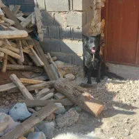 واگذاری سگ ژرمن بلک