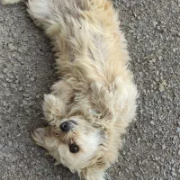 سگ پا کوتاه