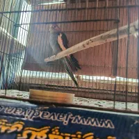 عروس هلندی جوان|پرنده|رودسر, |دیوار