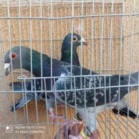 دو عدد سبز|پرنده|کاشمر, |دیوار