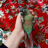 گرینچیک
