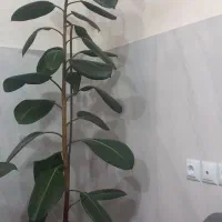 گل .