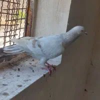 کاغذی نر|پرنده|قزوین, |دیوار