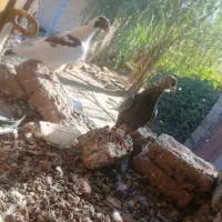 کبوتر|پرنده|گلبهار, شهر جدید گلبهار|دیوار