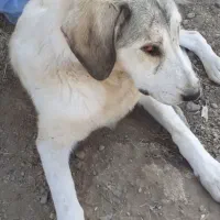 یک جفت سگ گله