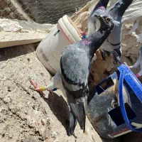 عروسک‌پلاکی‌مسافتی‌کفتر