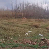 زمین تفکیک شده محمودآباد|فروش زمین و ملک کلنگی|شاهین دژ, |دیوار