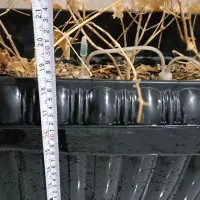 گلدان بزرگ|گل مصنوعی|اهواز, کمپلو شمالی|دیوار