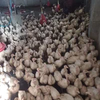 فروش جوجه بوقلمون بیوتی و برنز