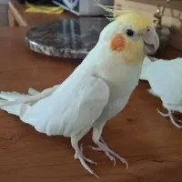 عروس هلندی  لوتینیو نر  مست مست