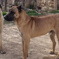 گم شده|سگ|نورآباد, |دیوار