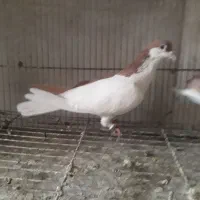 نرماده‌جفتگاه‌اس|پرنده|مشهد, رضاییه|دیوار