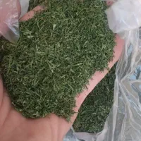 شوید خشک کیفیت  بالا قیمت مناسب