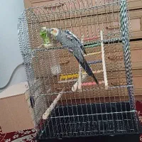 عروس هلندی