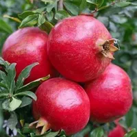 فروش انواع نهال اصلاح شده از یکساله تا پنج ساله|خدمات باغبانی و درختکاری|طالقان, |دیوار