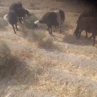 فروش میش وبره|حیوانات مزرعه|جوادآباد, |دیوار