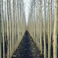 نهال صنوبر تبریزی با ریشه قوی و آماده کاشت|خدمات باغبانی و درختکاری|خوی, |دیوار