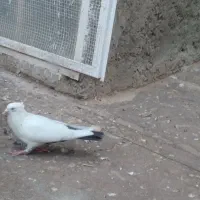 کبوتر