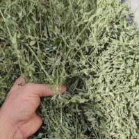 خرید یونجه نقد