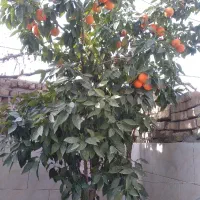 هرس درختان کوددهی درختان سم زنی وپاکنی احداث گلخا