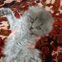 گربه اسکاتیش