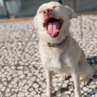 سگ پاکوتا معاوضه