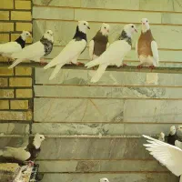 طوقی کلکسیونی ۱۴عدد|پرنده|بیدشهر, |دیوار