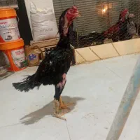 خروس لاری پر مرغی مشکی..در رباط کریم|حیوانات مزرعه|رباطکریم, شترخوار|دیوار