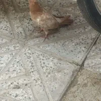جوجه سینه ای کاکلی یا کله دمبی|پرنده|اصفهان, ارغوانیه|دیوار