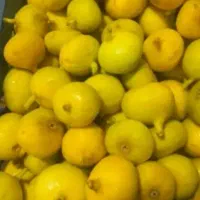 انجیر شیرین و تازه