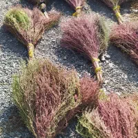 فروش جارو دستی نرم ولطیف وباداوم ازجنس مشهدی