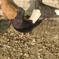 اشعل|پرنده|باوی, |دیوار