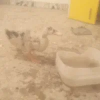 اردک|حیوانات مزرعه|اهواز, حصیرآباد|دیوار