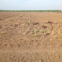 زمین یک هکتارنیم هست واسه باغ انار|اجارهٔ دفتر صنعتی، کشاورزی، تجاری|گنبد کاووس, |دیوار