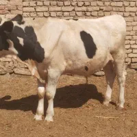 گوساله نر