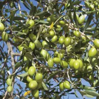 کار زیتون ترکیه