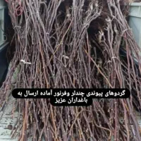 فروش انواع نهال مثمر و غیر مثمر و صنوبر|خدمات باغبانی و درختکاری|سنندج, |دیوار