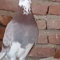کبوتر نرو ماده شازده