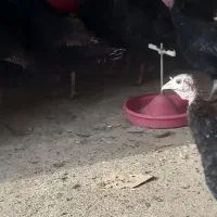 بوقلمون بالق به شرط|حیوانات مزرعه|مشهد, كنويست|دیوار