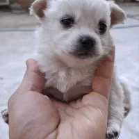 توله سگ|سگ|شیراز, شهرک رضوان|دیوار