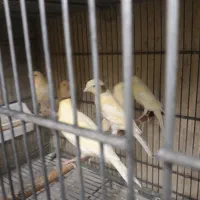 فروش تعداد ۳۰ عدد جوجه قناری