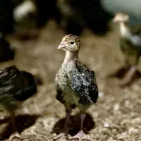 بوقلمون بزنزانگلیس|حیوانات مزرعه|جوادآباد, |دیوار