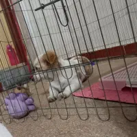 سگ واگذاری|سگ|بهارستان, |دیوار