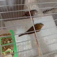 قناری نرو ماده نر سبز ماده طوسی